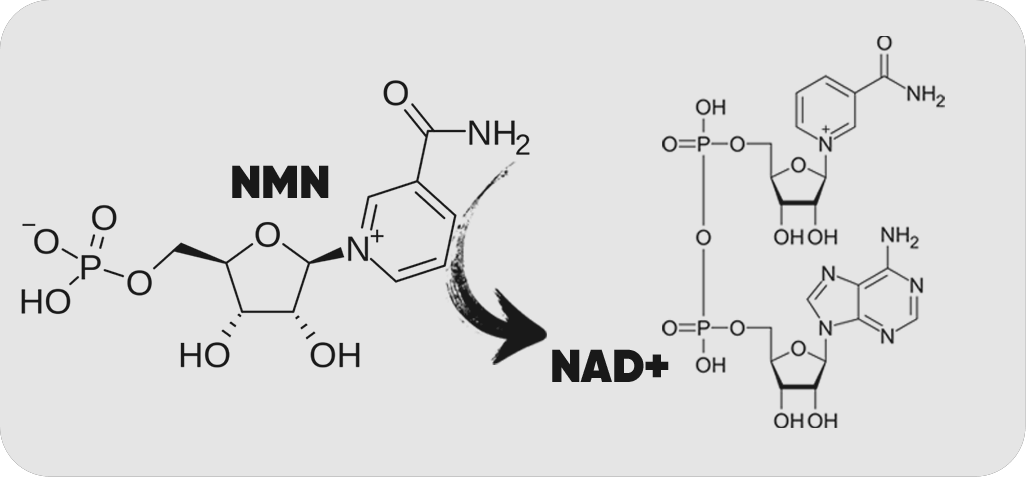 NMN & NAD+ molecules