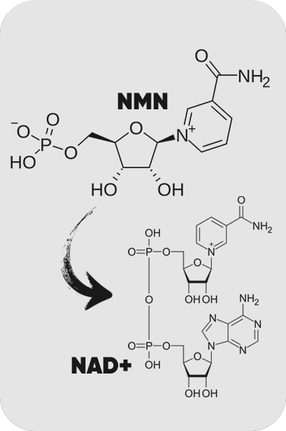 NMN & NAD+ molecules