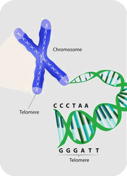 Telomere Chromosome